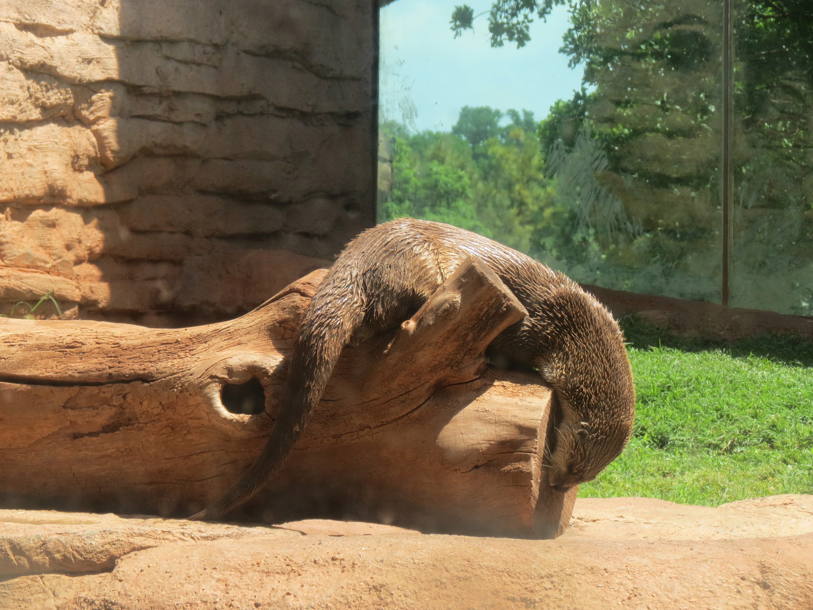Oklahoma Trails - Big Rivers - American River Otter Exhibit