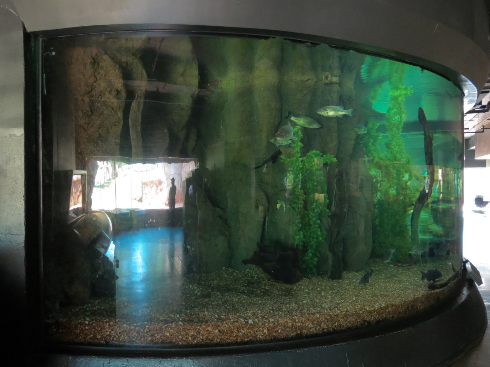 Oklahoma Trails - Big Rivers - Large Aquarium