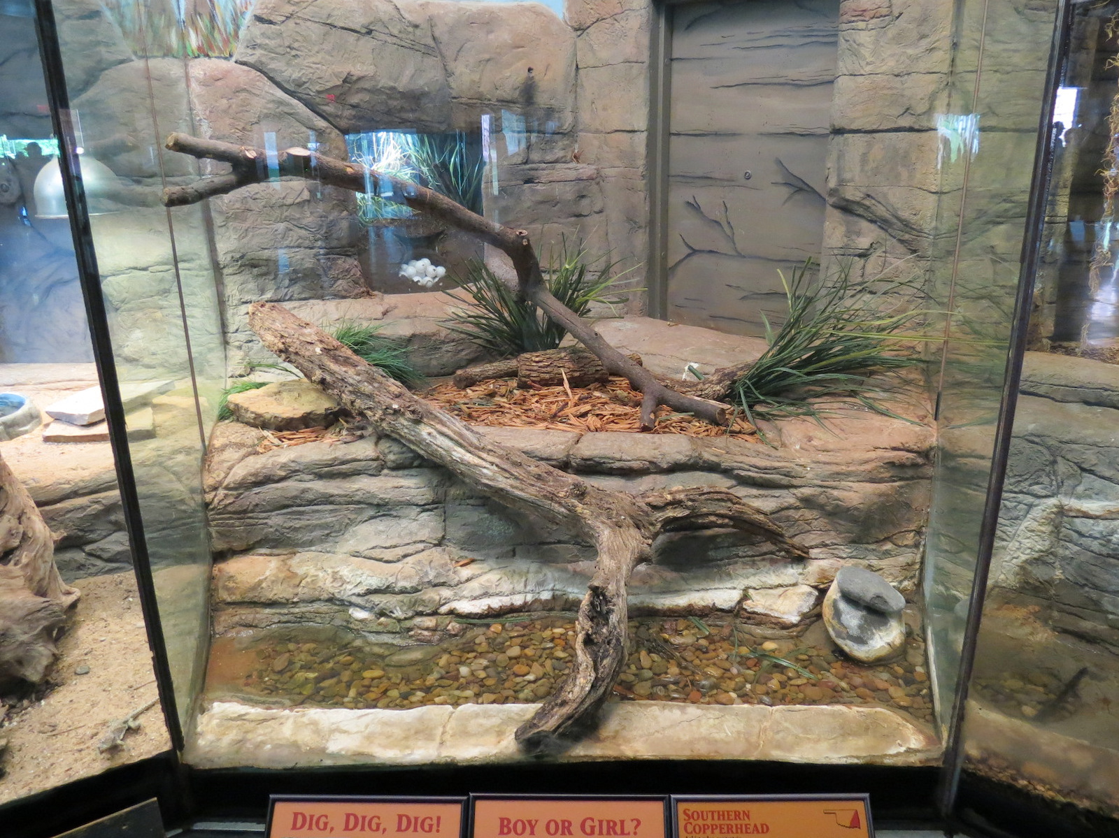 Oklahoma Trails - Big Rivers - Southern Copperhead Exhibit