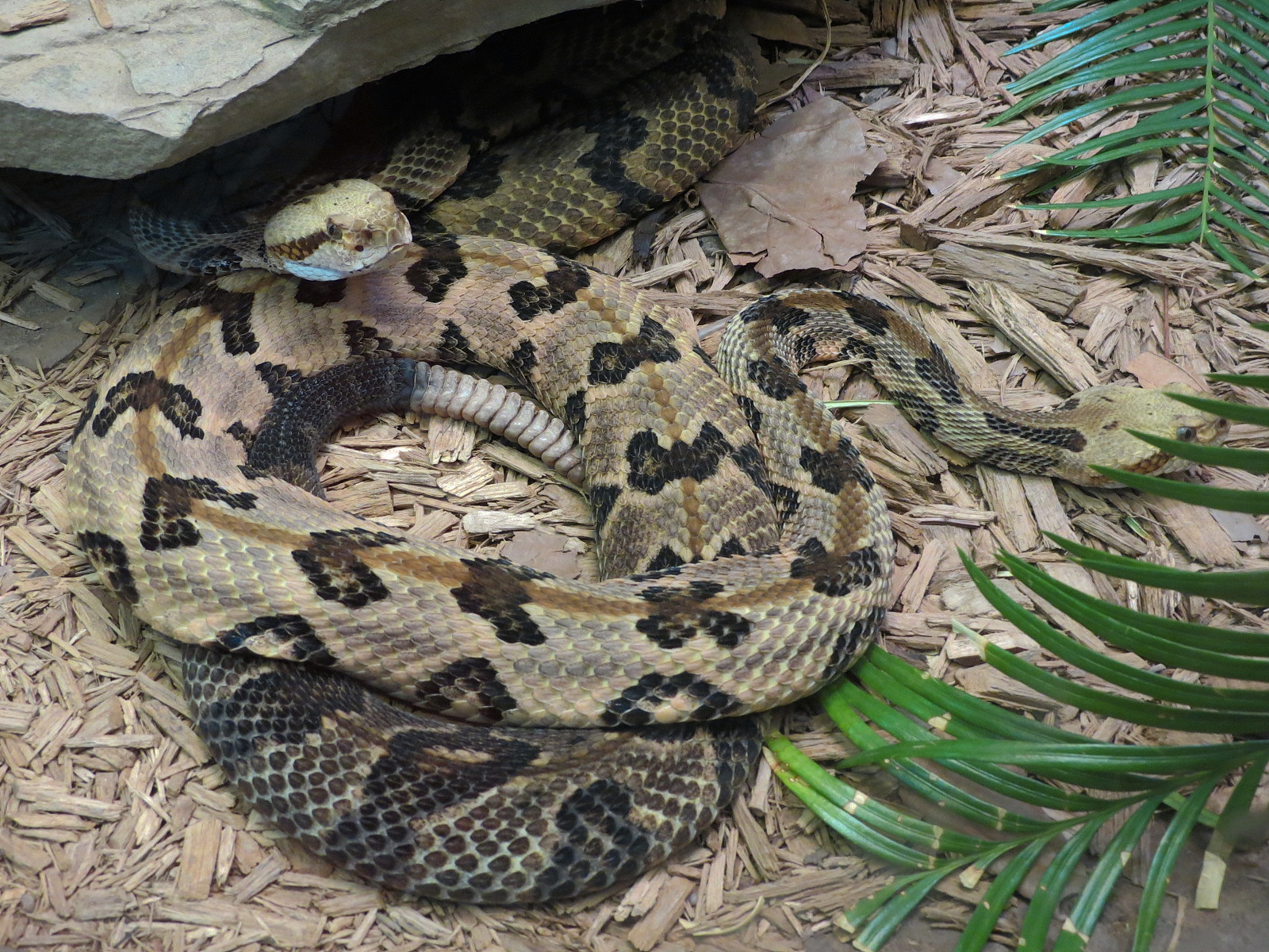 Oklahoma Trails - Big Rivers - Timber Rattlesnake Exhibit