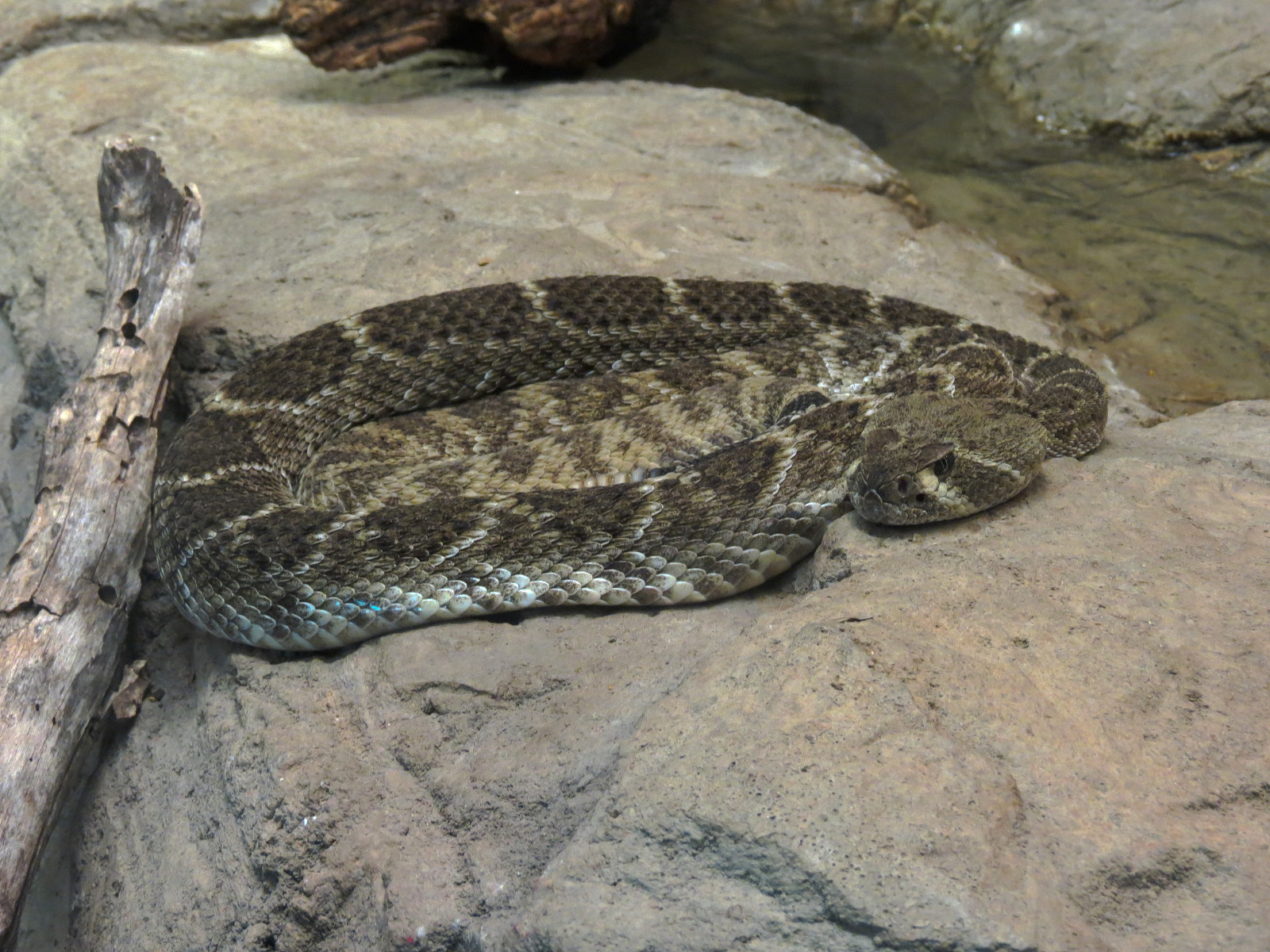 Oklahoma Trails - Big Rivers - Western Diamondback Rattlesnake Exhibit