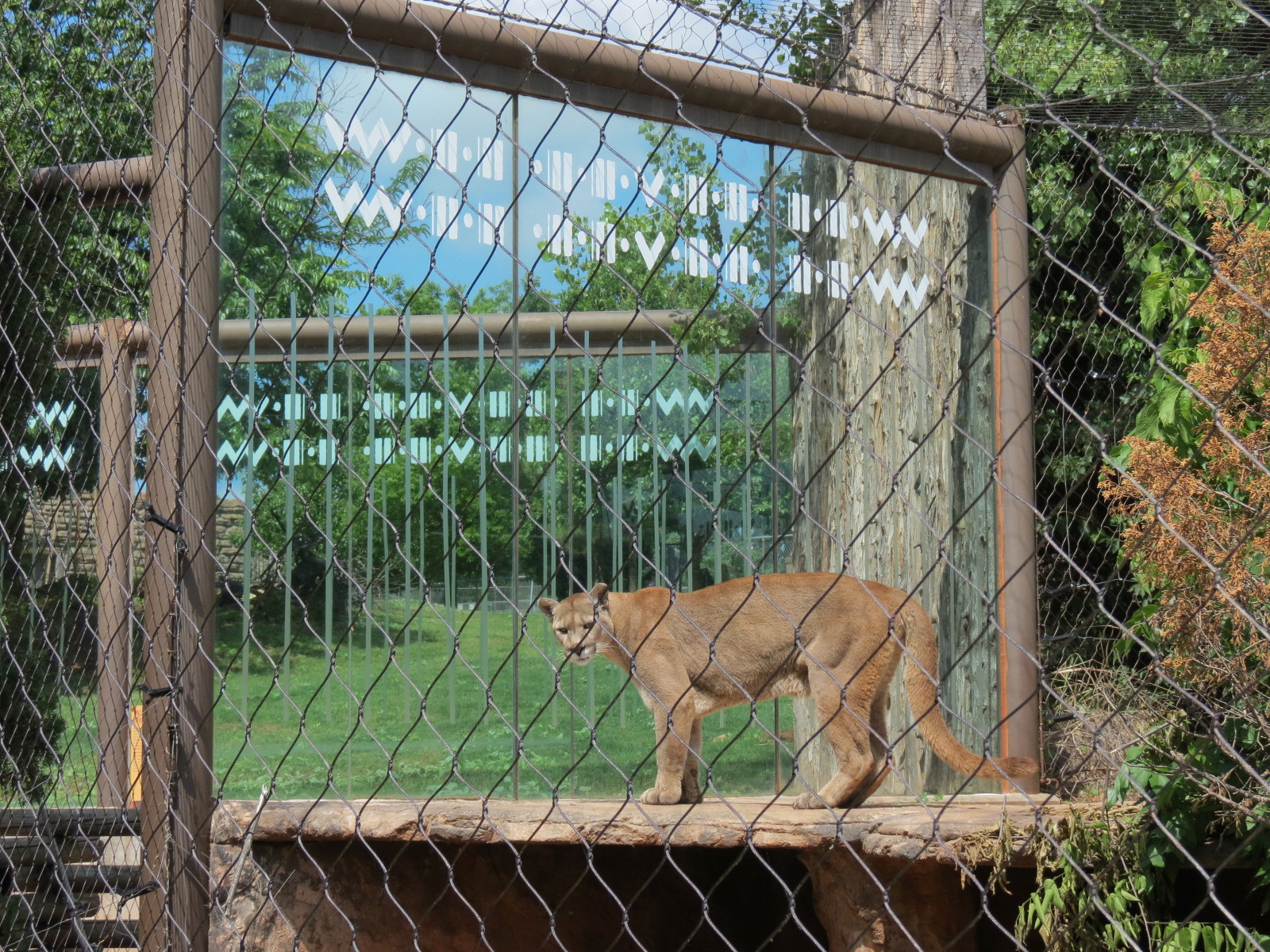 Oklahoma Trails - Cougar Exhibit