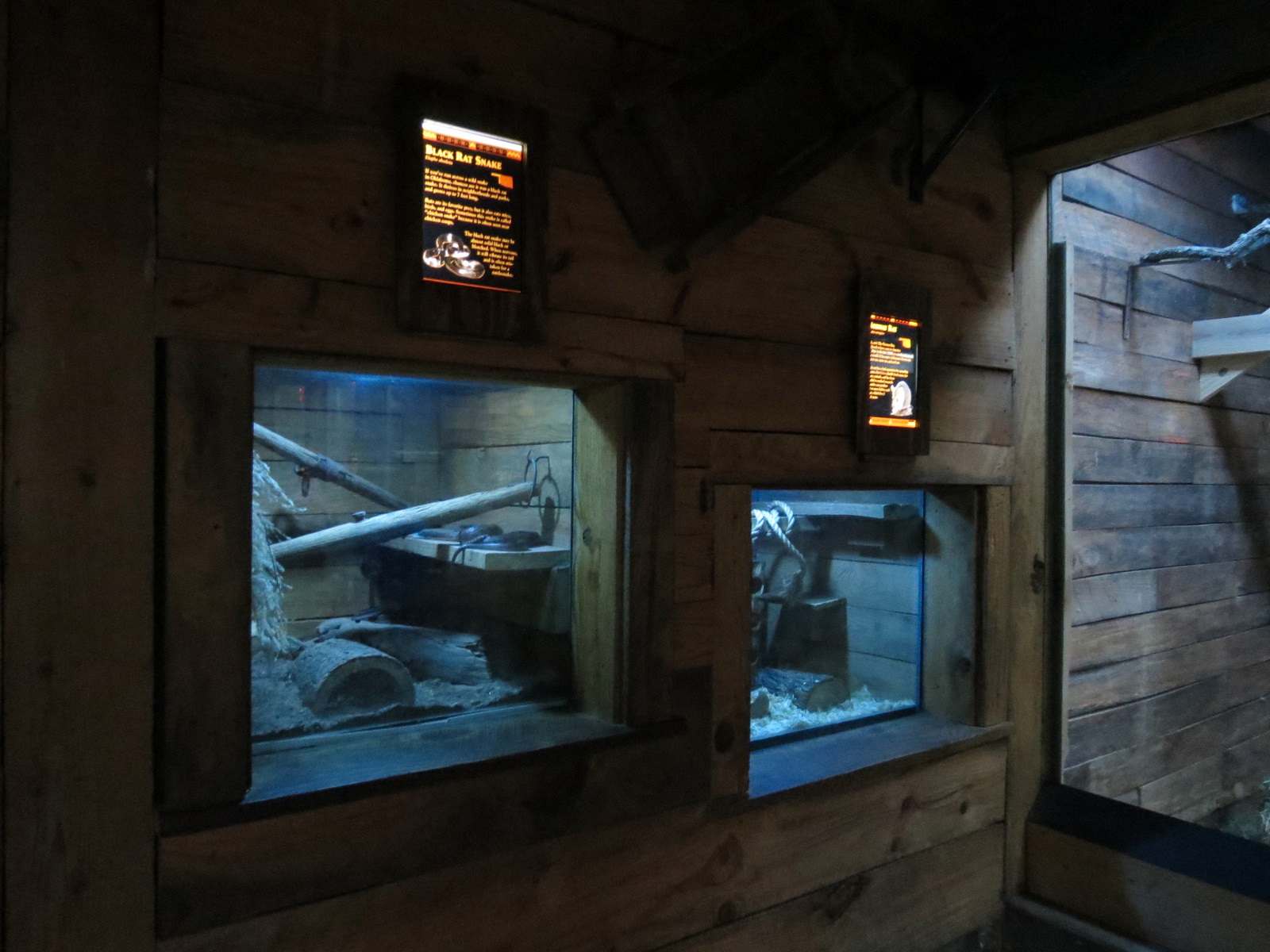 Oklahoma Trails - Creatures of the Night  - Black Rat Snake and Norway Rat Exhibits