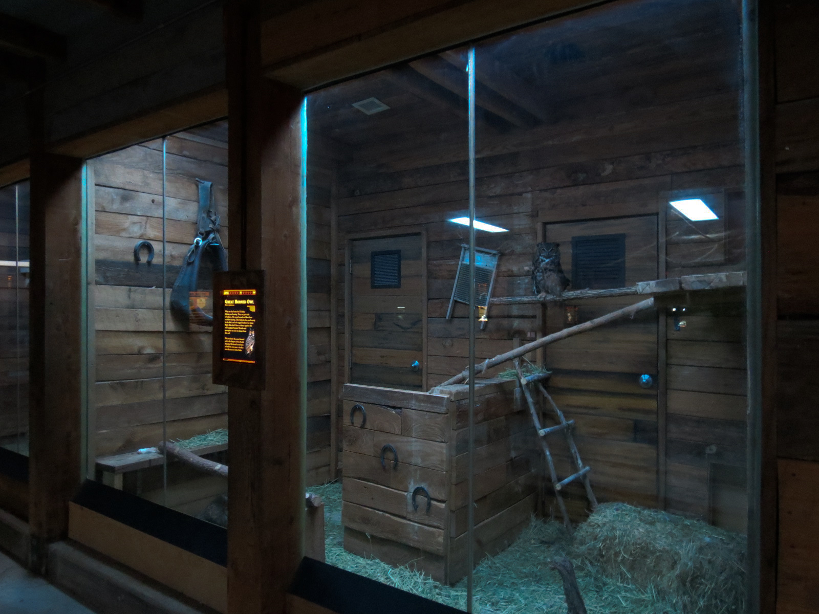 Oklahoma Trails - Creatures of the Night  - Great Horned Owl Exhibit