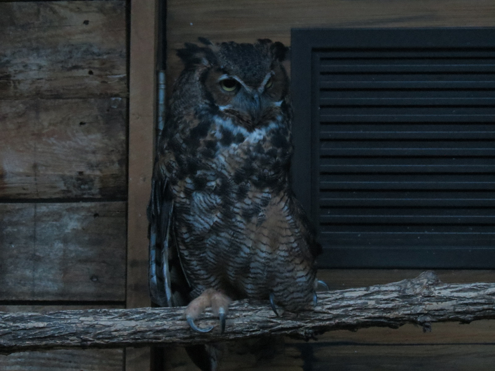 Oklahoma Trails - Creatures of the Night  - Great Horned Owl Exhibit