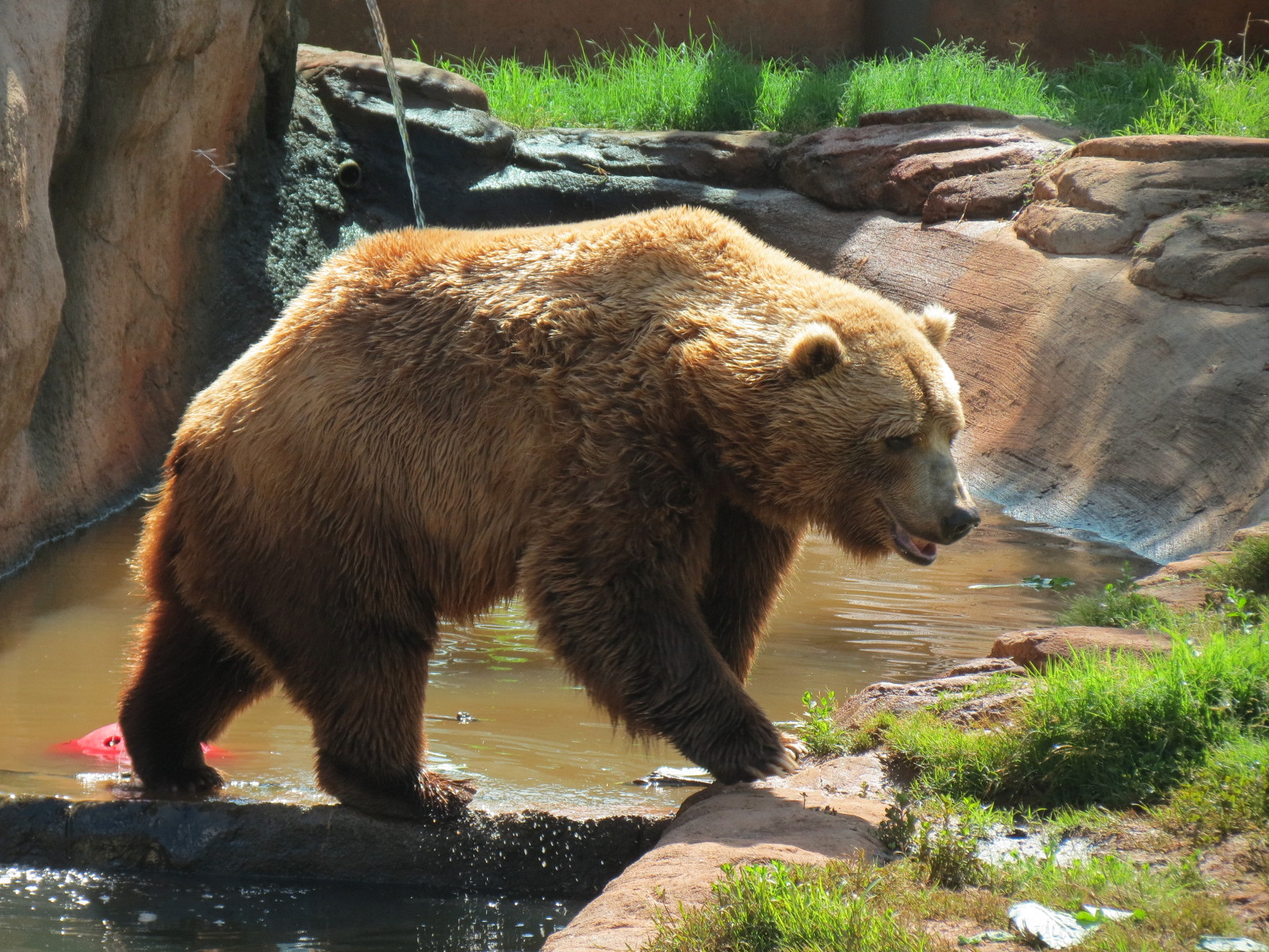 Oklahoma Trails - Grizzly Bear Exhibit