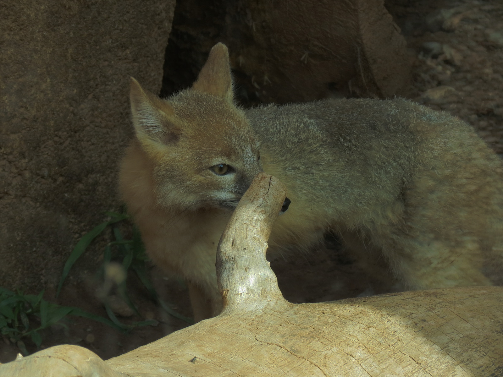 Oklahoma Trails - Swift Fox Exhibit