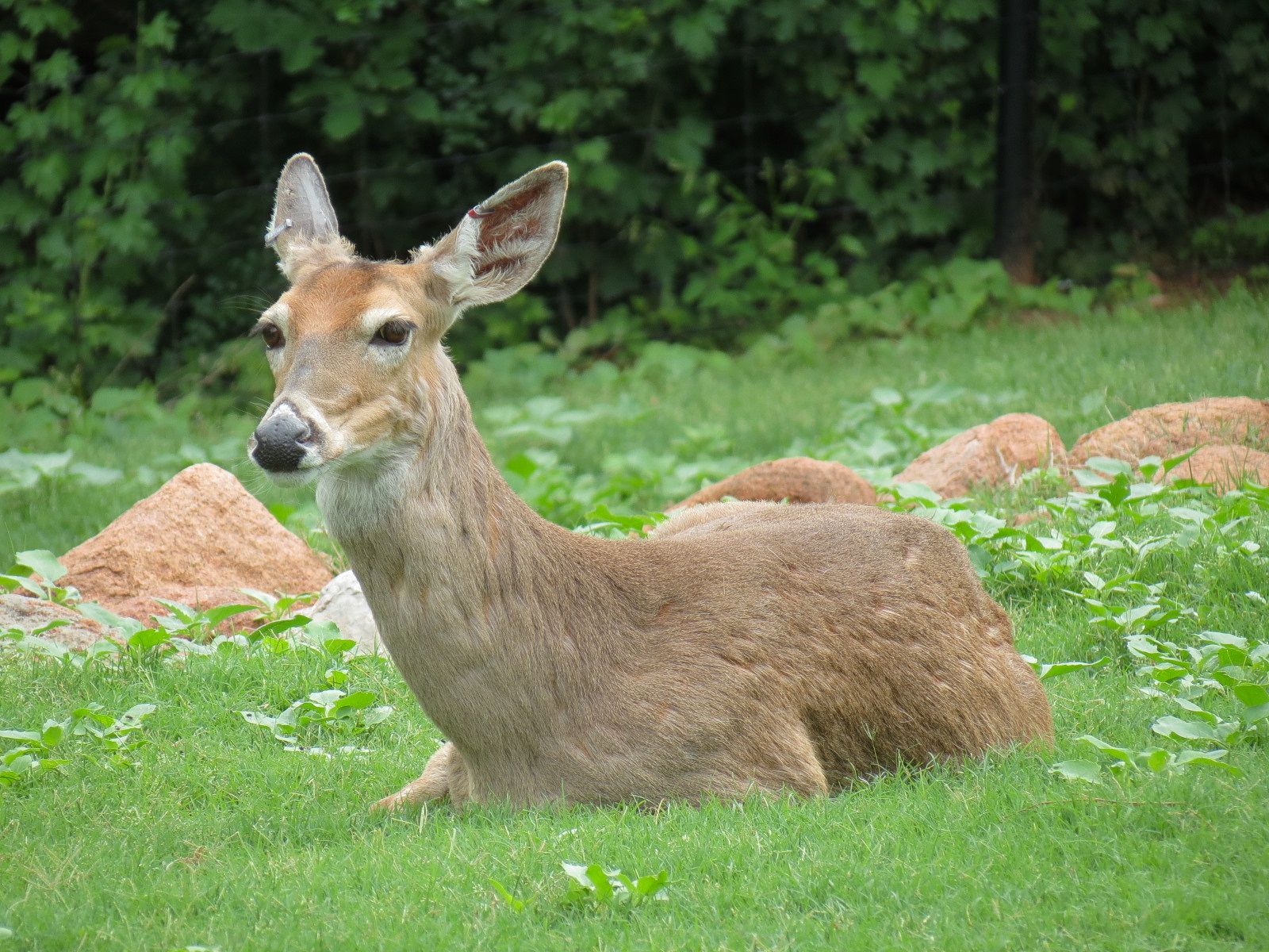Oklahoma Trails - White-tailed Deer and Trumpeter Swan Exhibit
