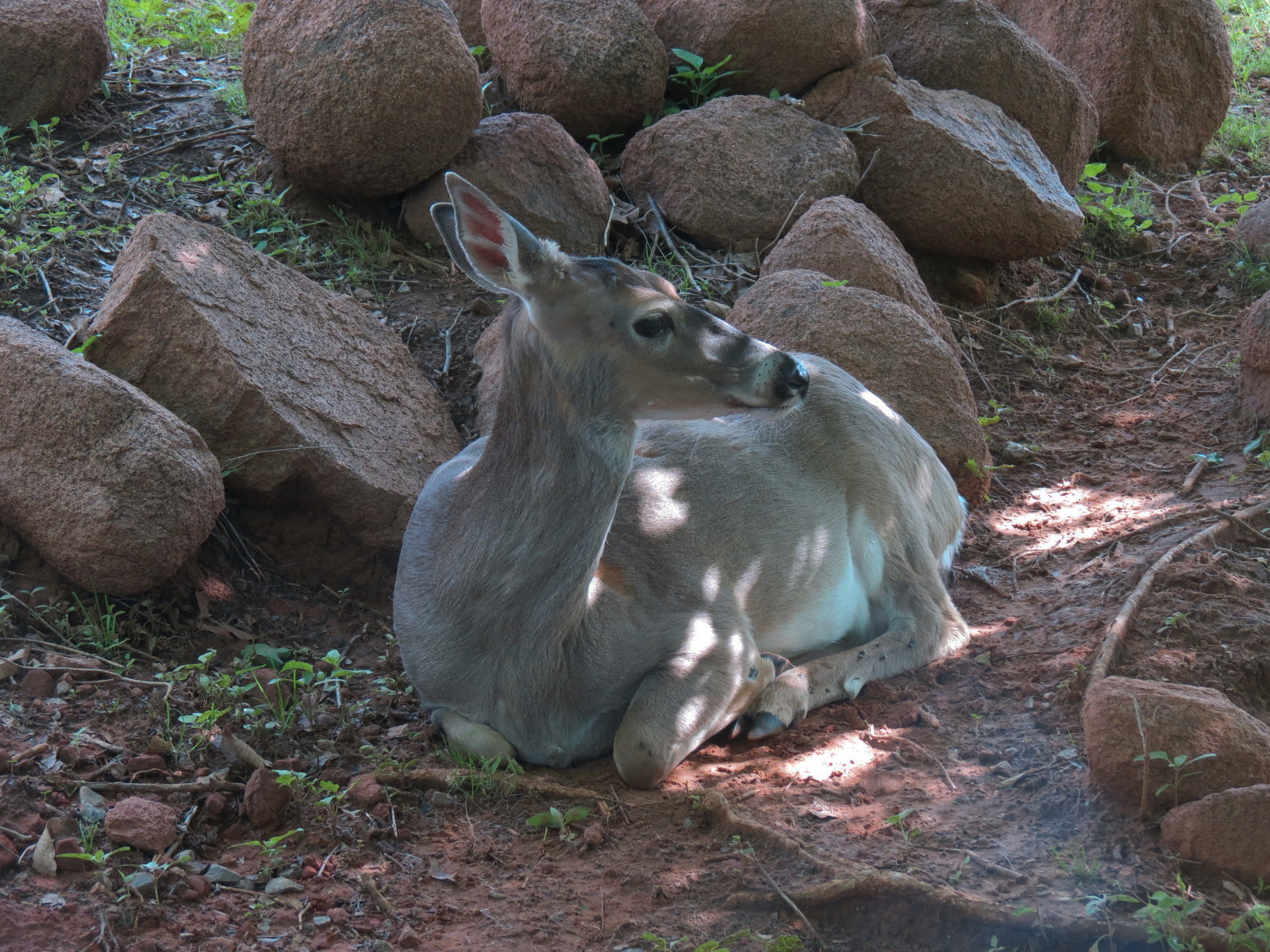 Oklahoma Trails - White-tailed Deer and Trumpeter Swan Exhibit