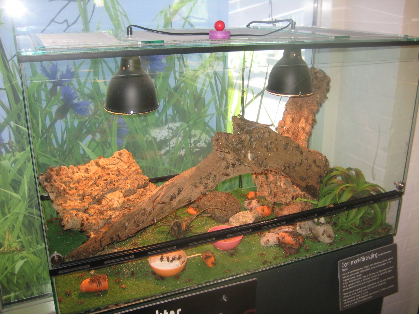 Økolariet - Cricket exhibit in the insect exhibition