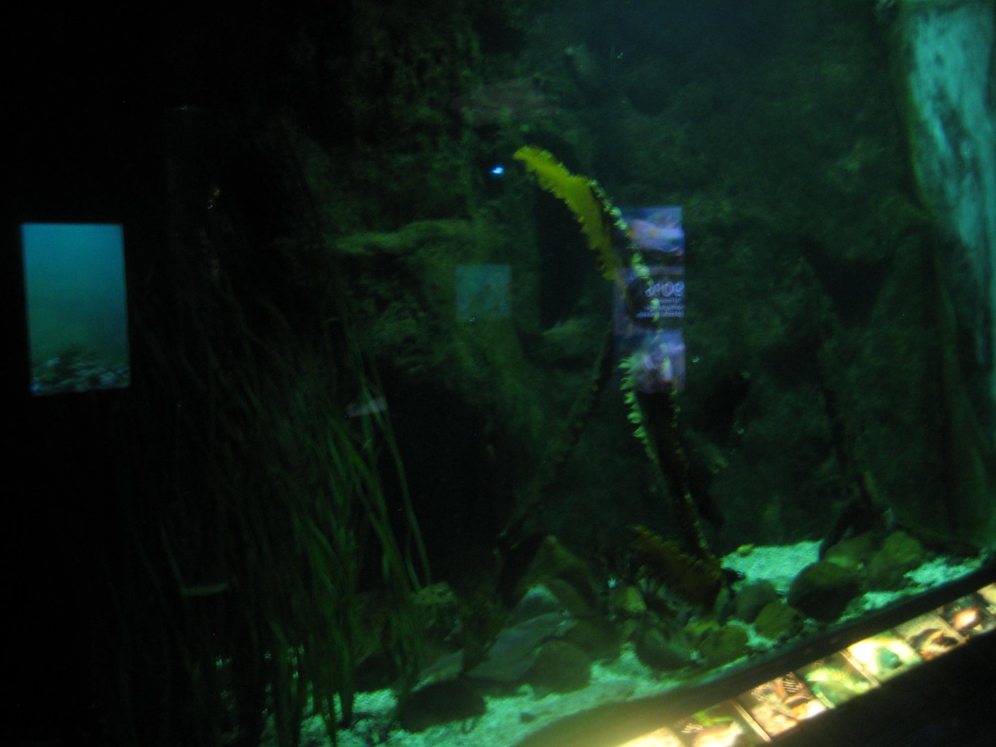 Økolariet - Main fish tank in the fjord exhibition