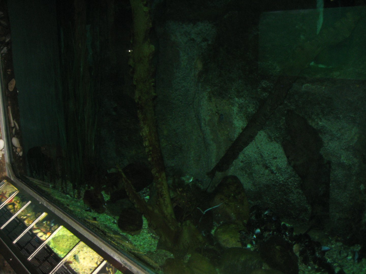 Økolariet - Main fish tank in the fjord exhibition
