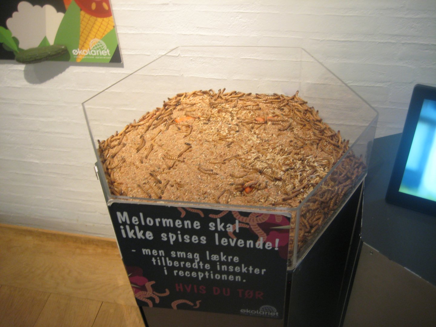 Økolariet - Mealworms in the insect exhibition