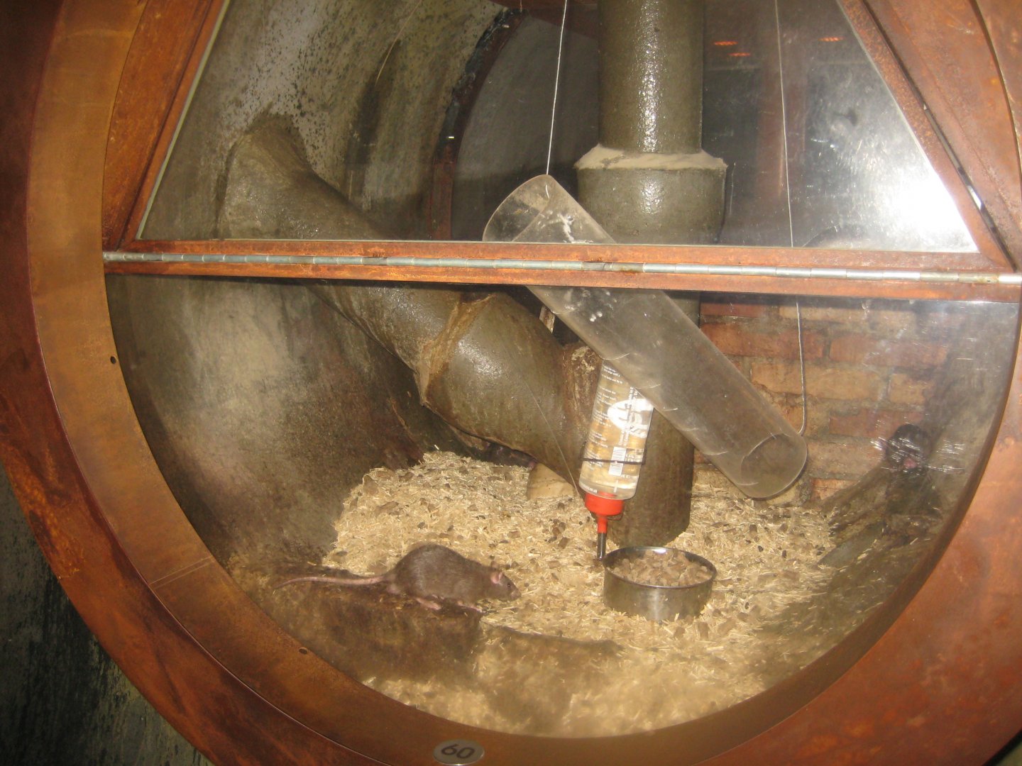 Økolariet - Rat exhibit in the sewerage exhibition