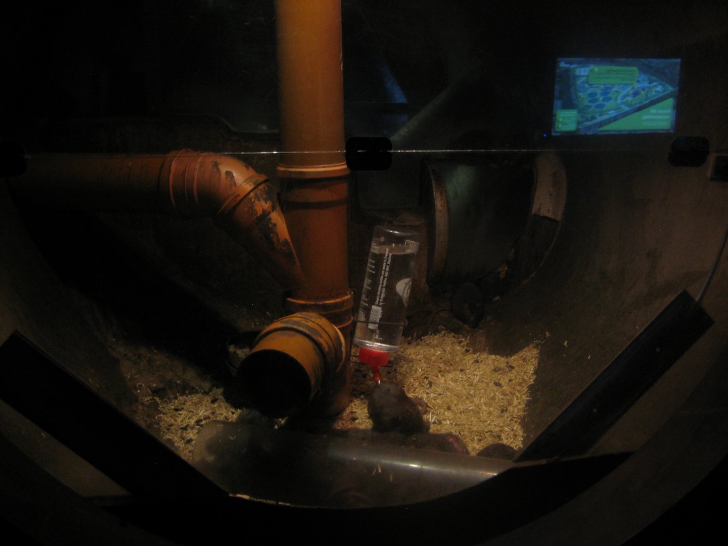 Økolariet - Rat exhibit in the sewerage exhibition