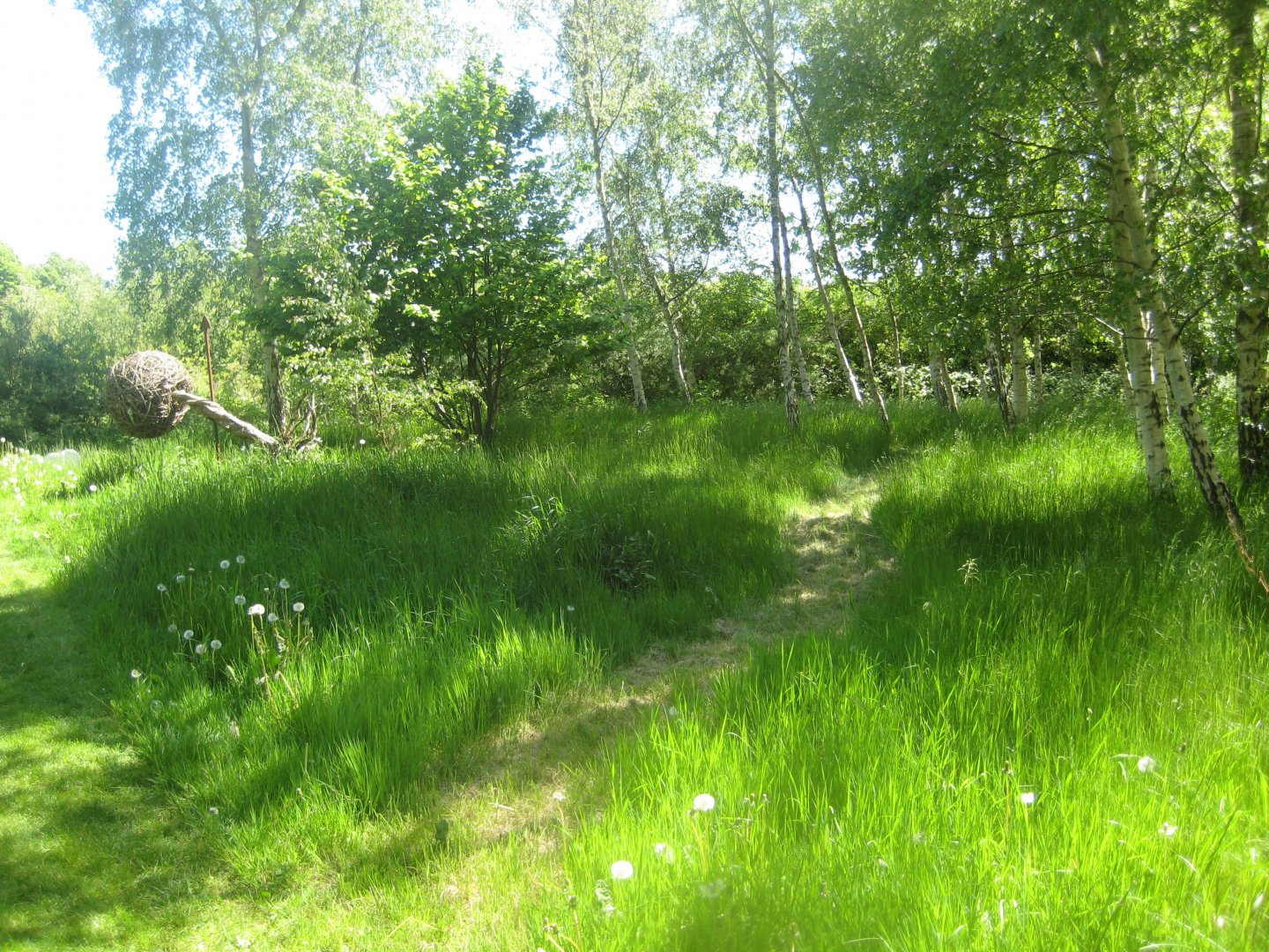 Økologiens Have - Birch grove