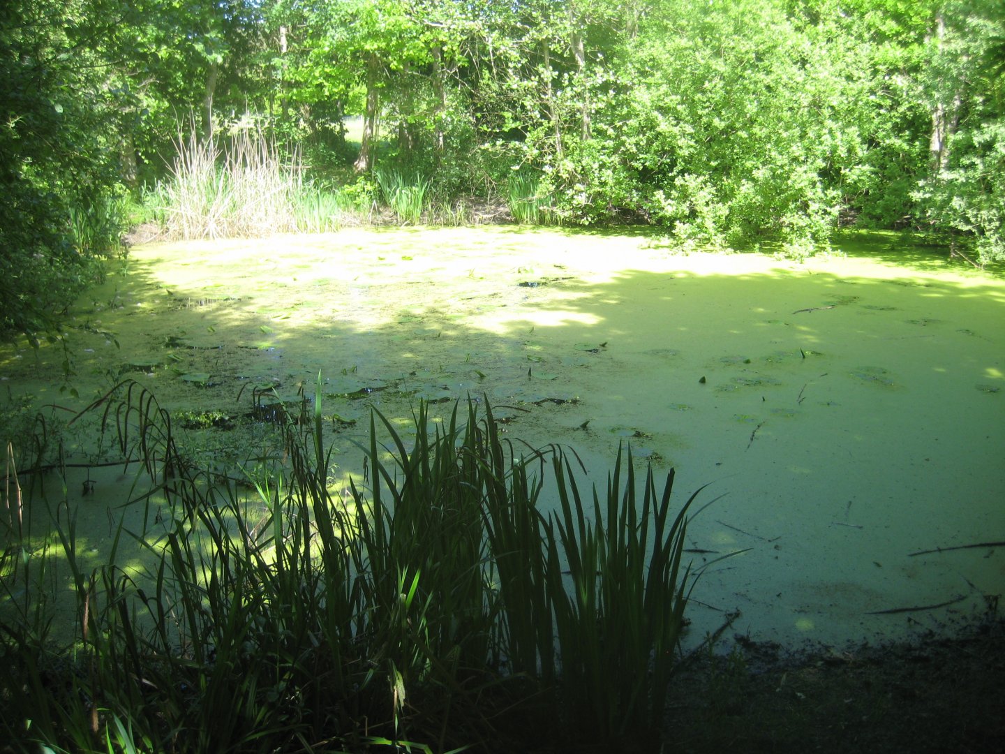 Økologiens Have - Forest garden and pond