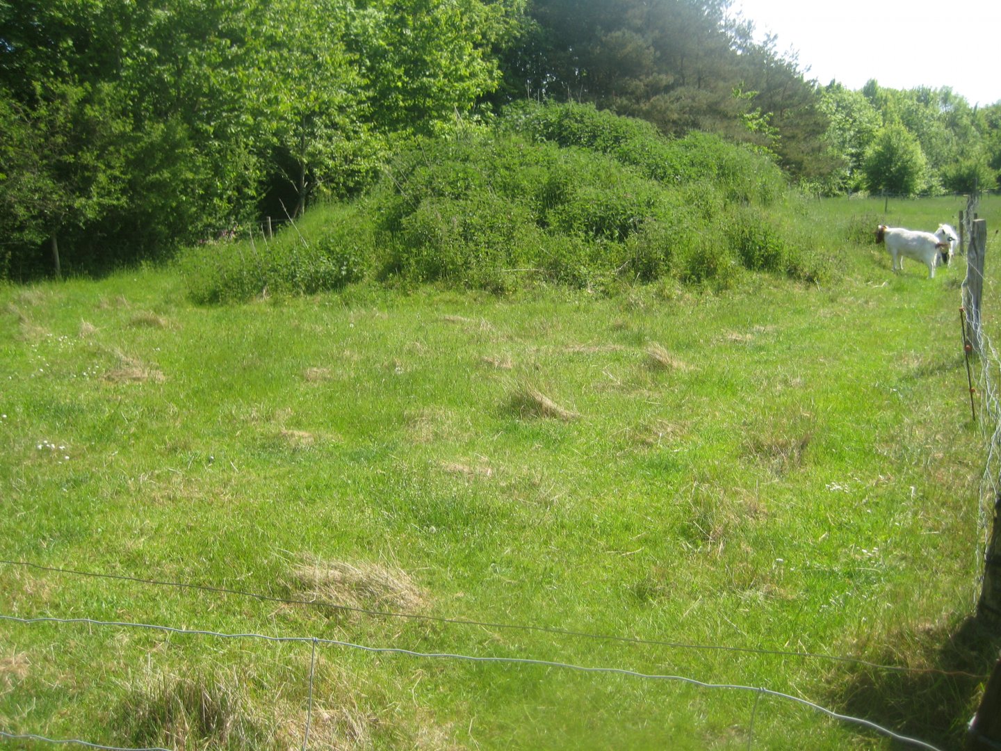 Økologiens Have - Goat exhibit