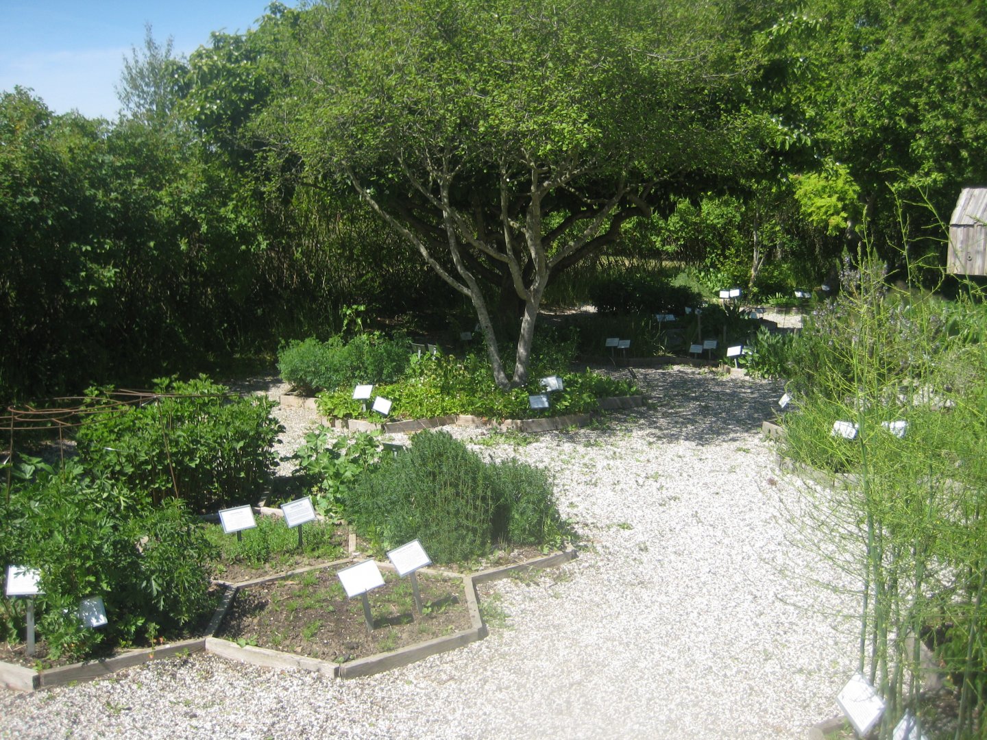 Økologiens Have - Herb garden