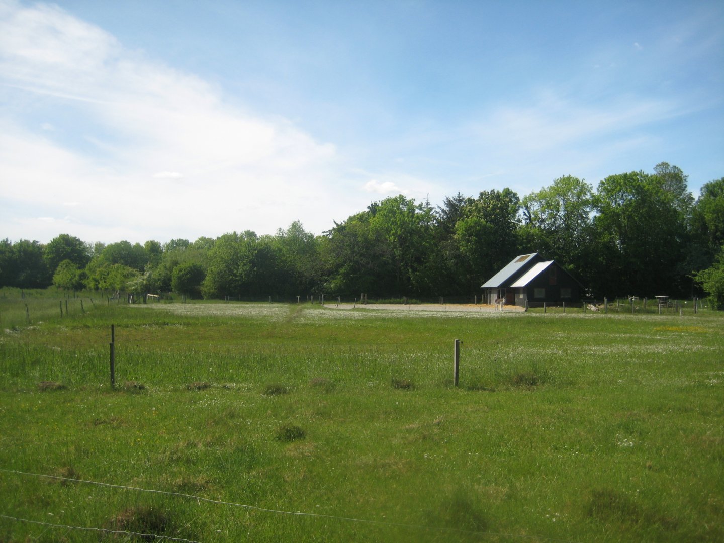 Økologiens Have - Ponies and donkeys