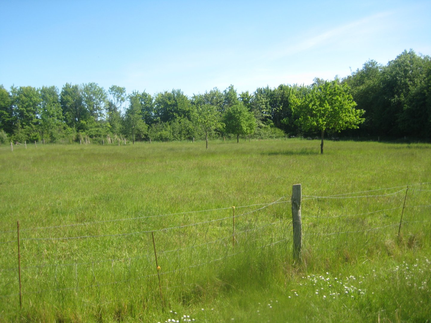 Økologiens Have - Sheep exhibit