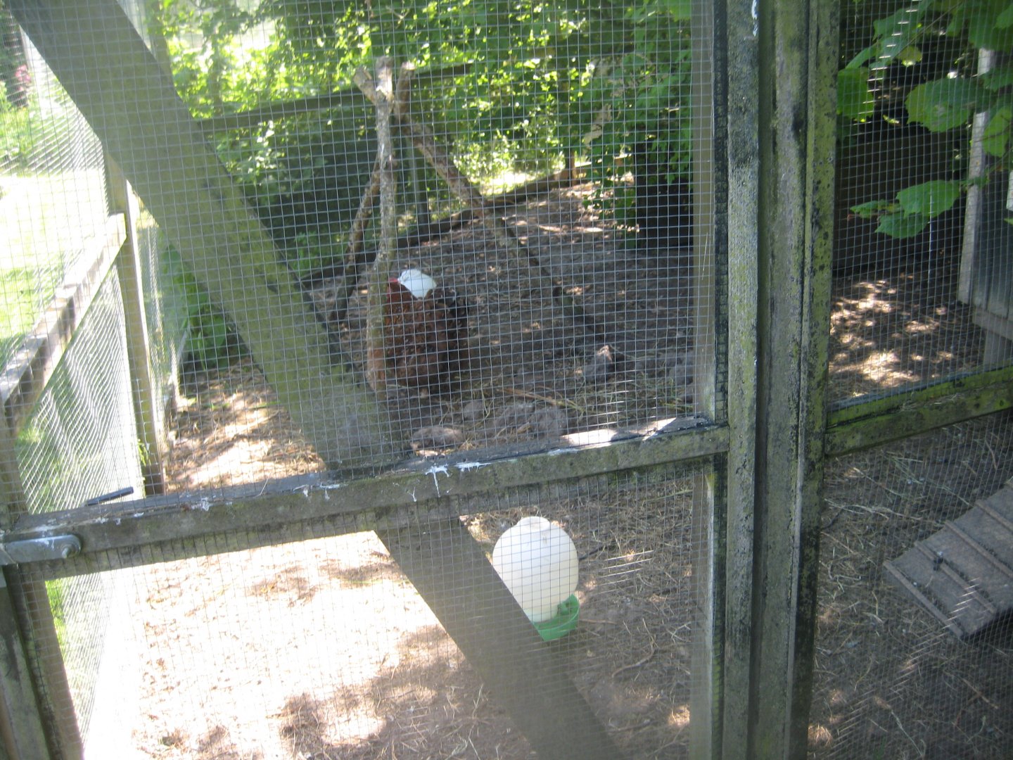 Økologiens Have - Suburban garden - Chicken exhibit