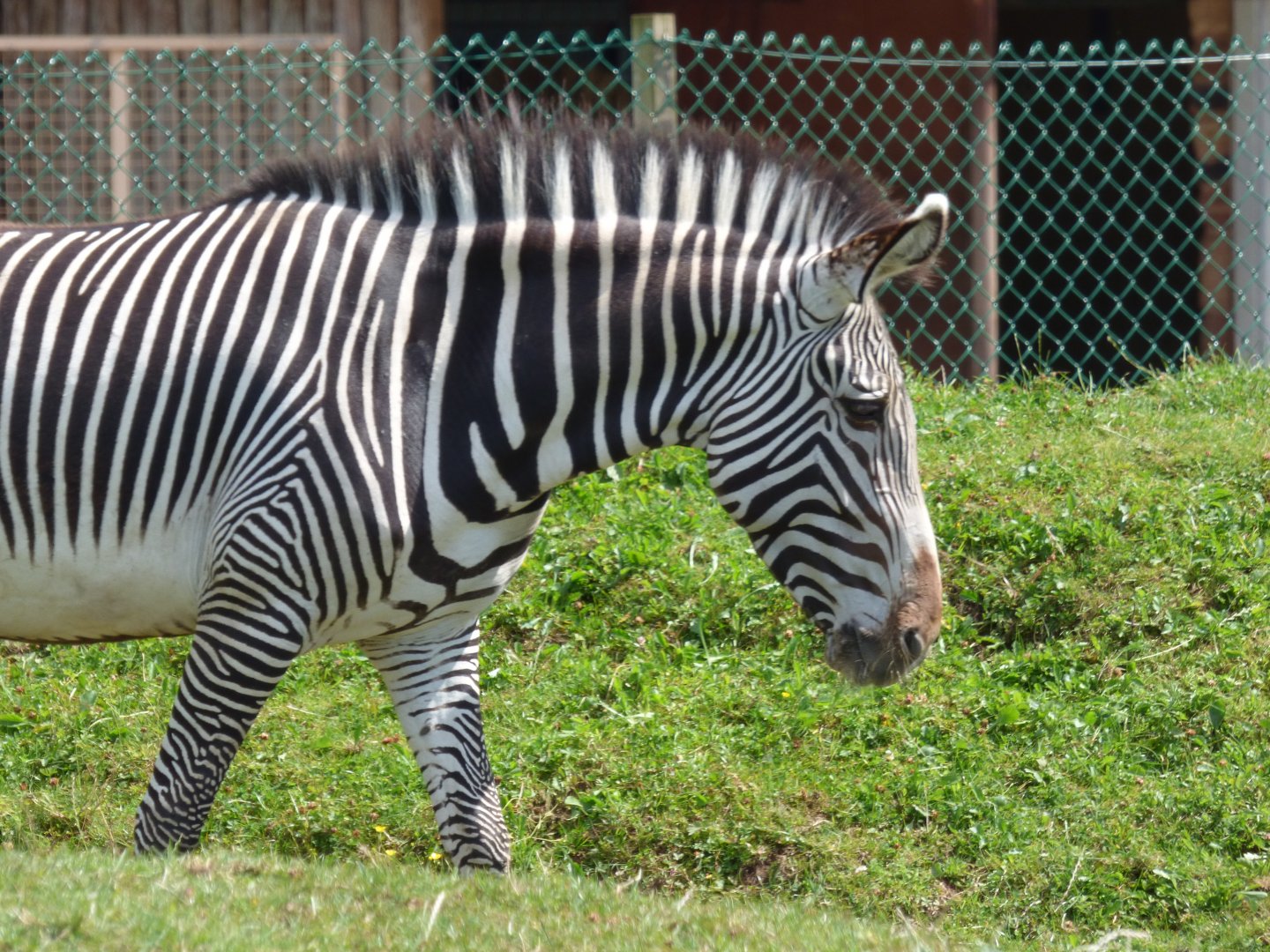 Okoth the new Zebra