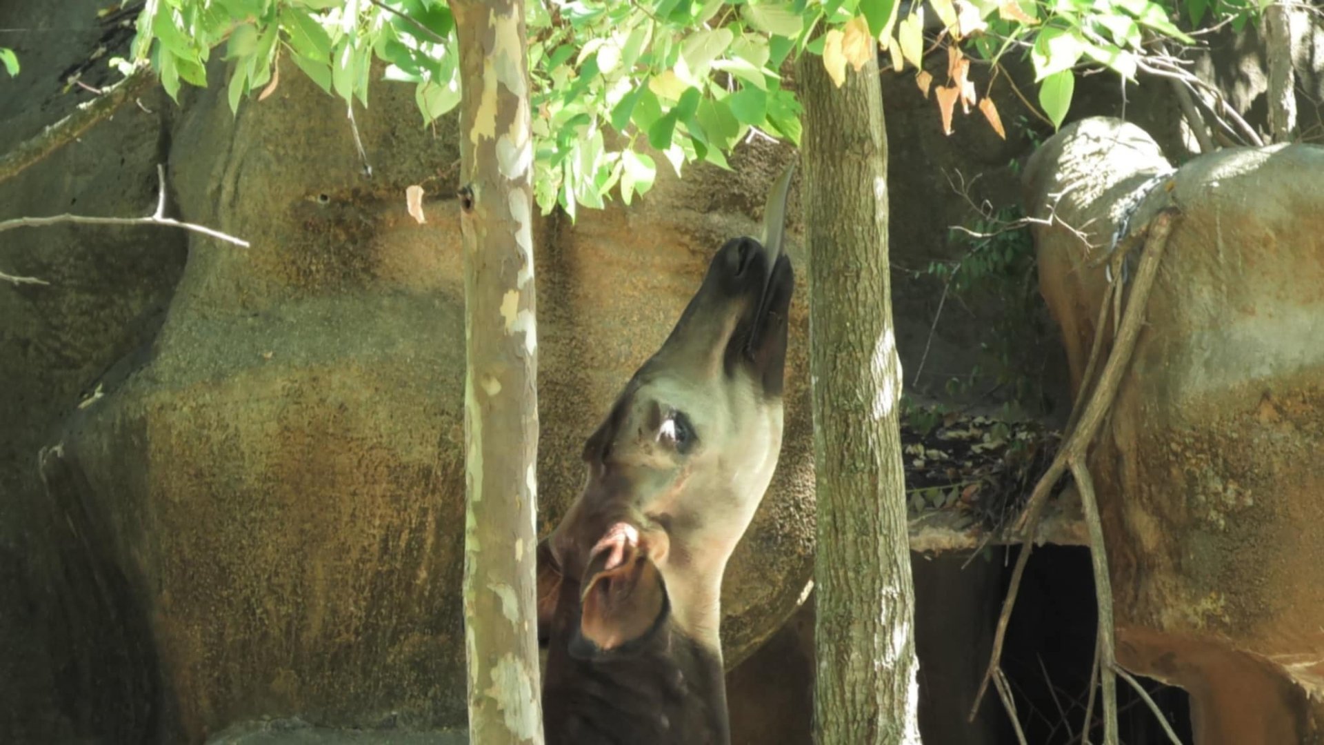 Okpai looking for leaves to eat