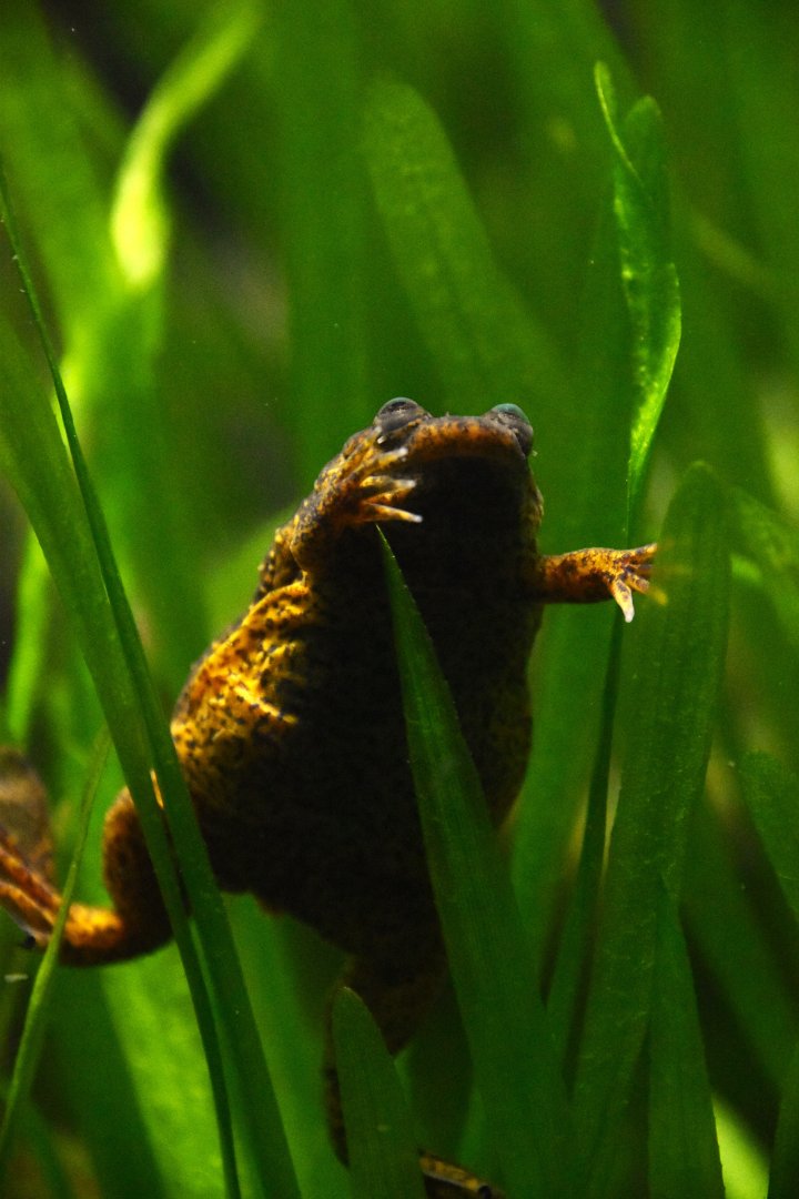 Oku clawed frog, Xenopus longipes