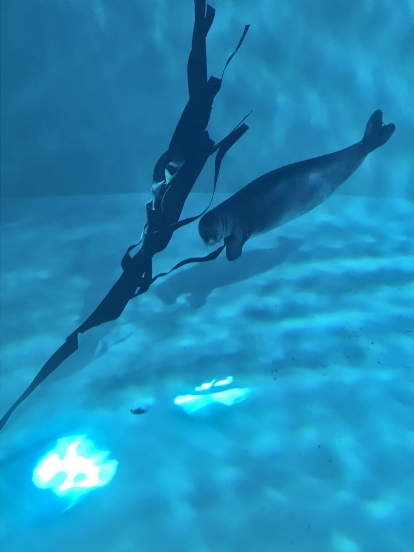 Ola, the last Hawaiian monk seal