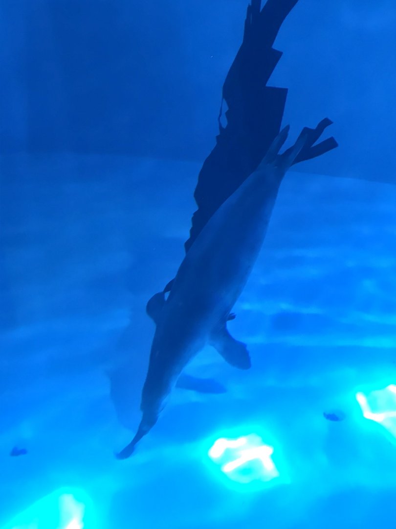 Ola, the last Hawaiian monk seal