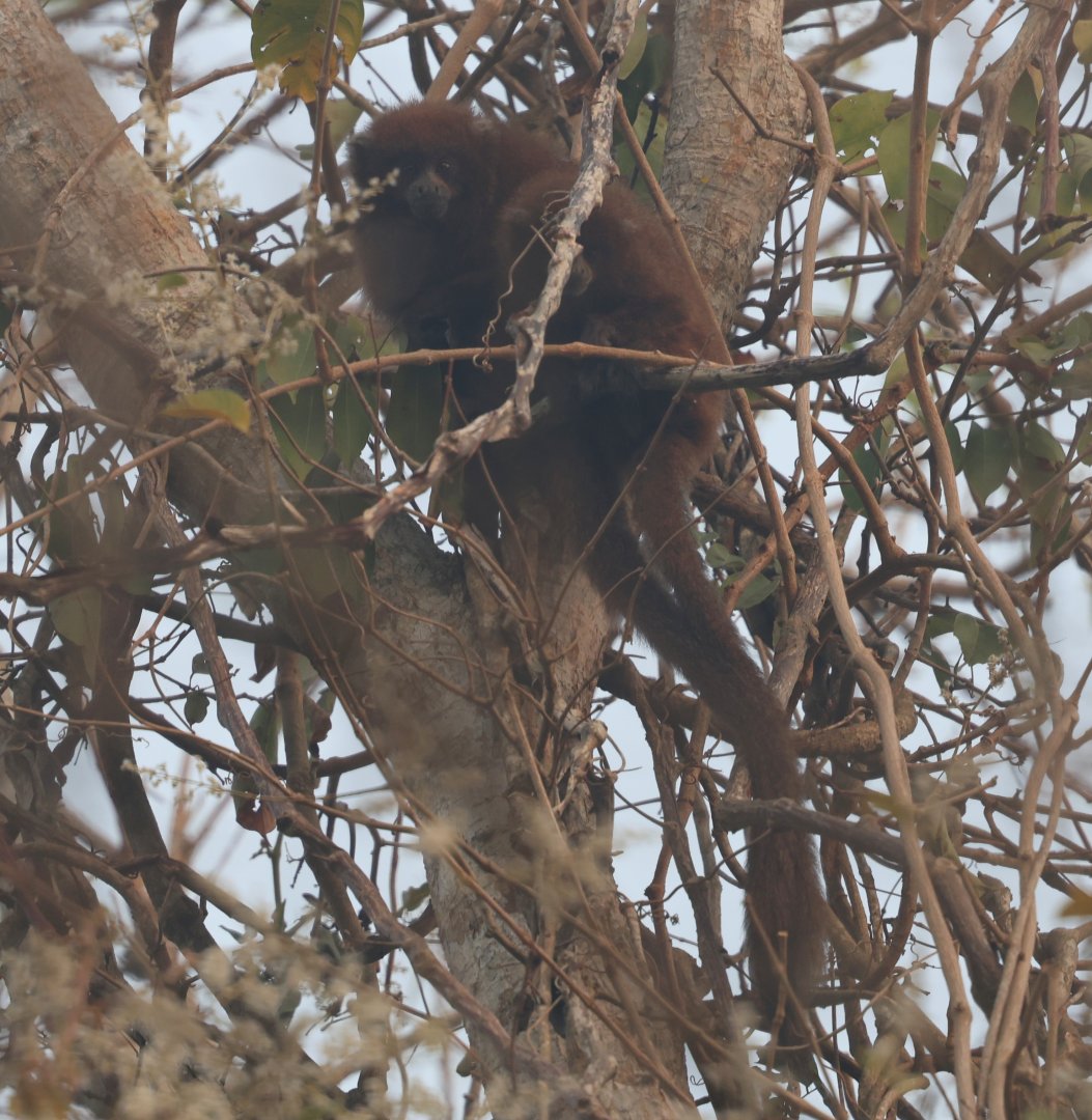 Olalla brothers's titi monkey (Plecturocebus olallae)