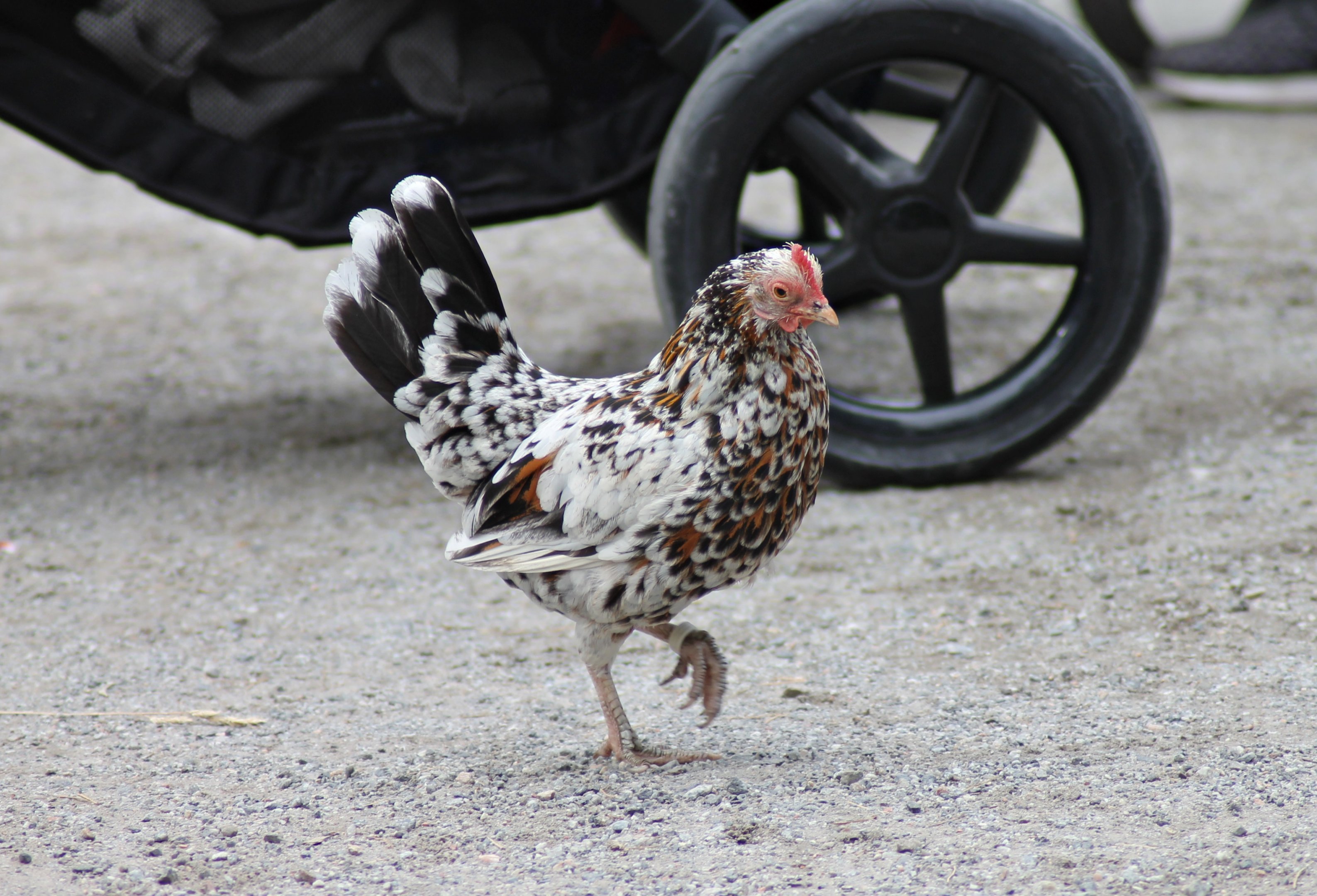 Olandsk dwarf chicken