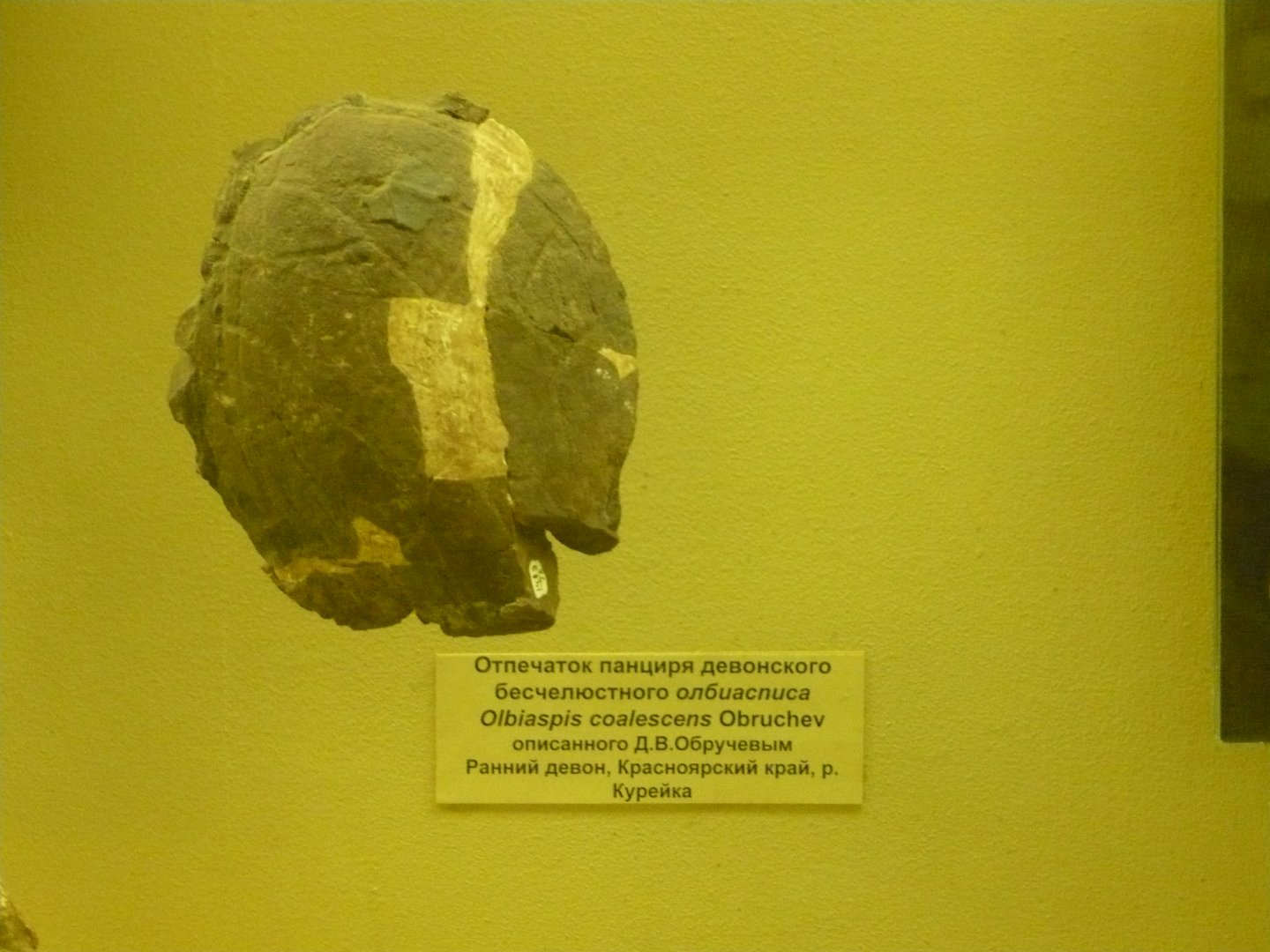 Olbiaspis coalescens