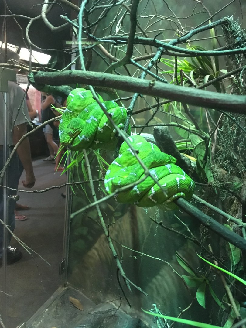 Old 2017 Emerald Tree Boa Exhibit | Henry Vilas Zoo