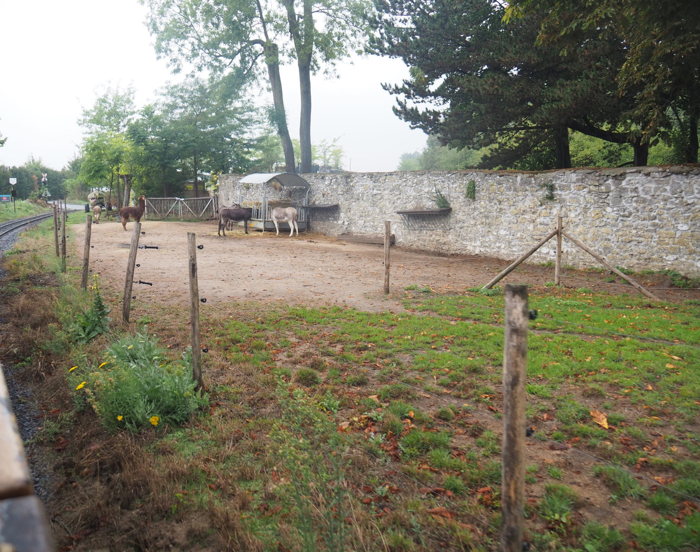 Old abbey wall and domestic donkey and alpaca paddock, seen from the train, 2022-09-14