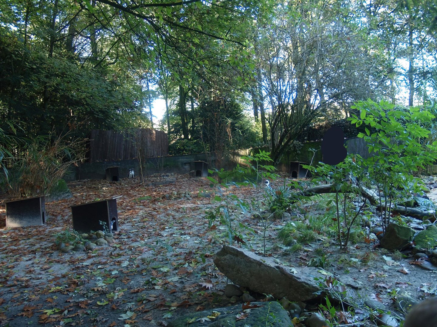 Old African penguin exhibit (Now gone, recently replaced by a new exhibit), 2014-10-19