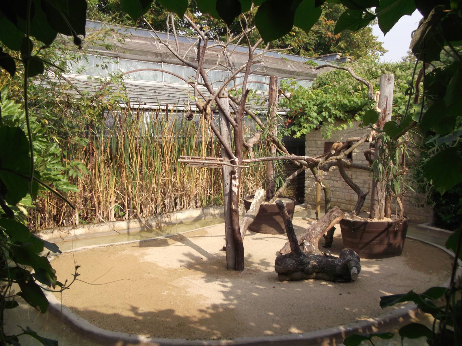 Old Alligator outside area 18/9/2014