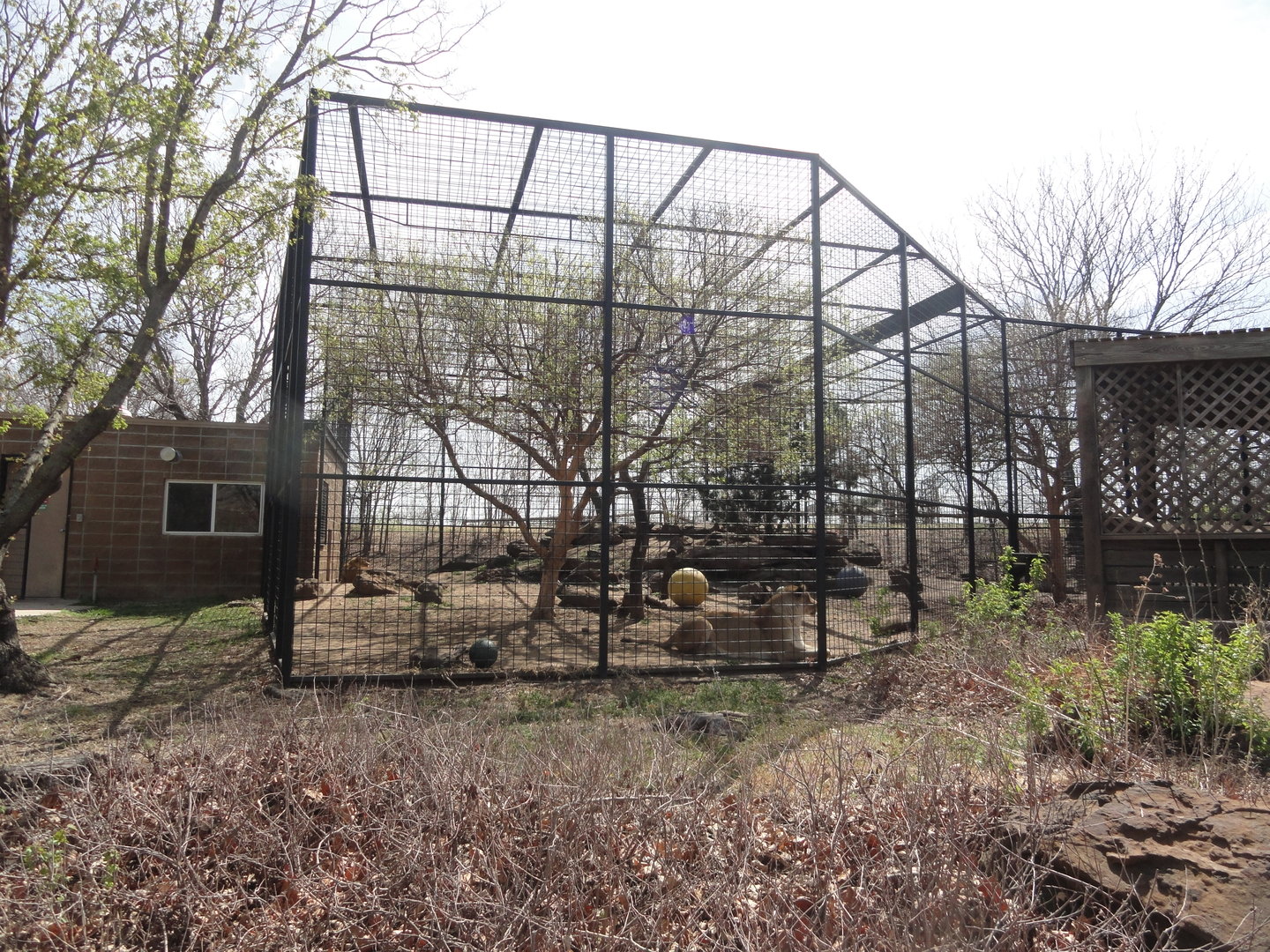 Old Amur Leopard Exhibit - Temporary Holding for African Lion while Pride of Prairie was Built