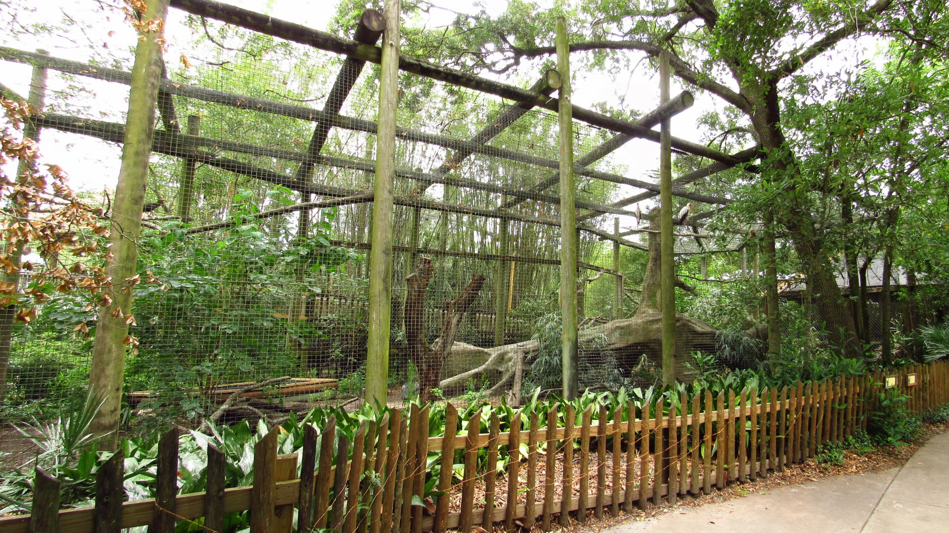 Old Amur Leopard Exhibit