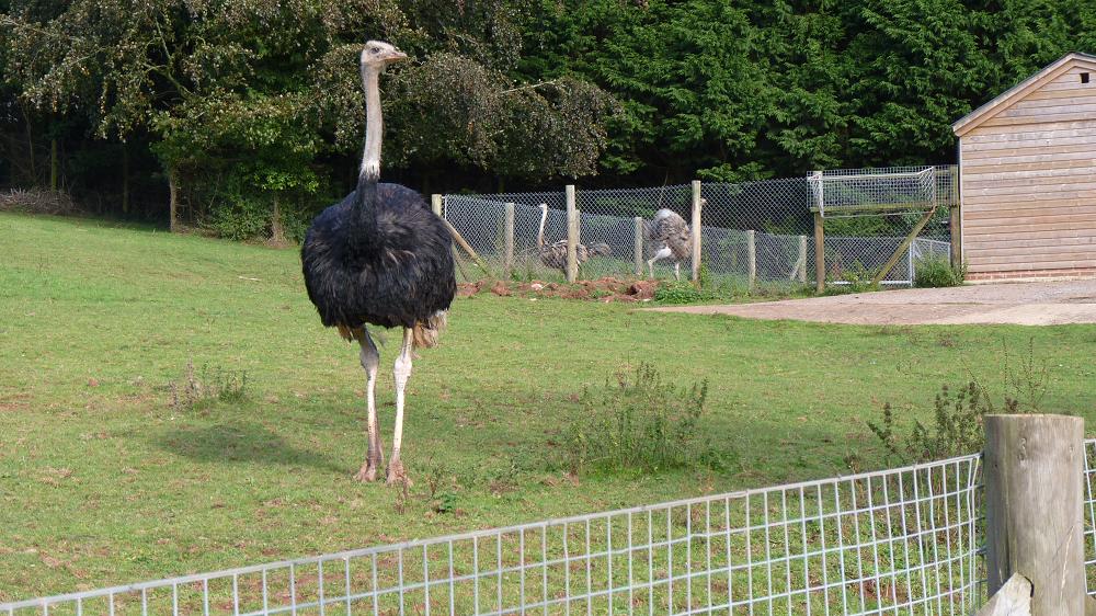 Old and new Ostriches