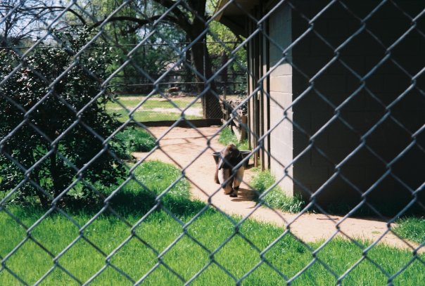 Old Anteater Exhibit