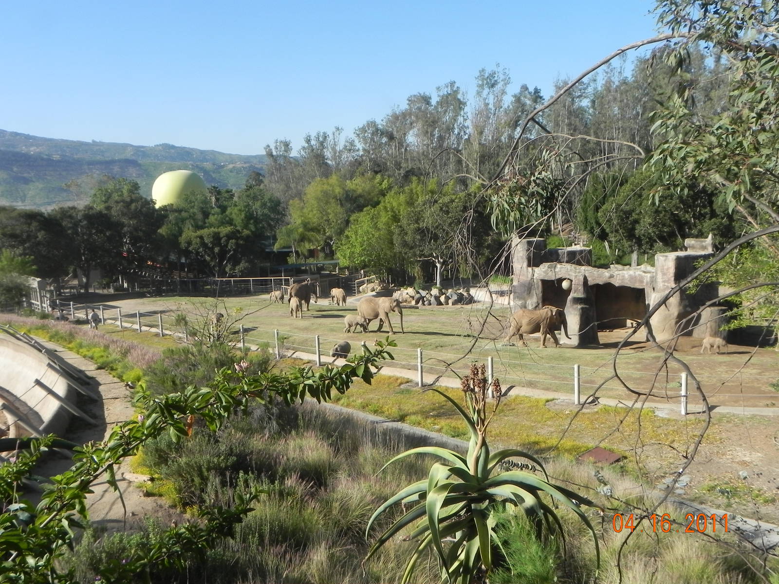 Old Asian Elephant exhibit. It can now be opened to the African Elephants.