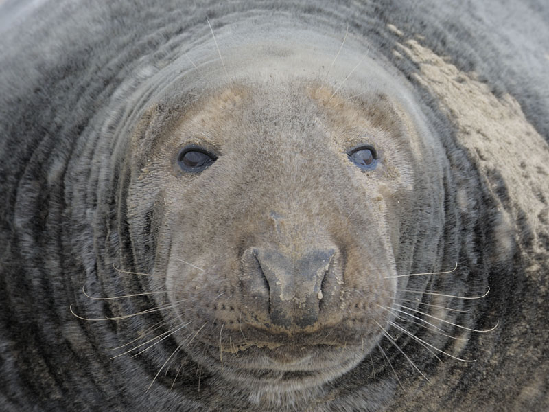 Old Atlantic grey seal bull