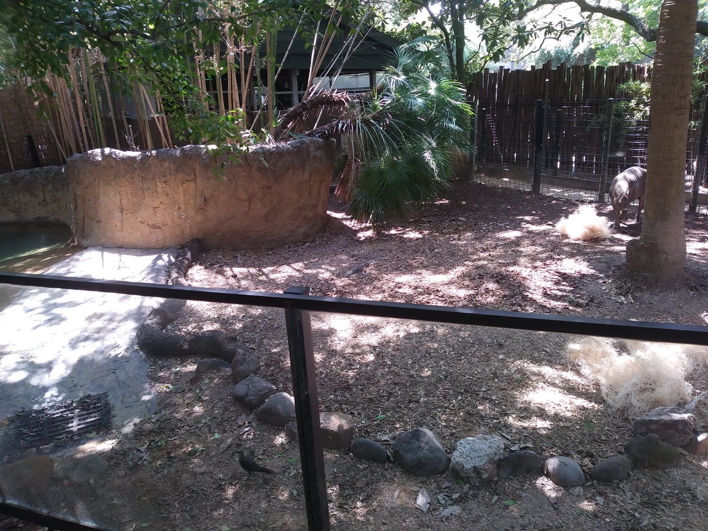 Old Babirusa Enclosure
