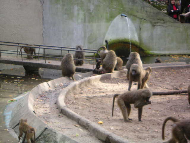 Old baboon island at Gelsenkirchen