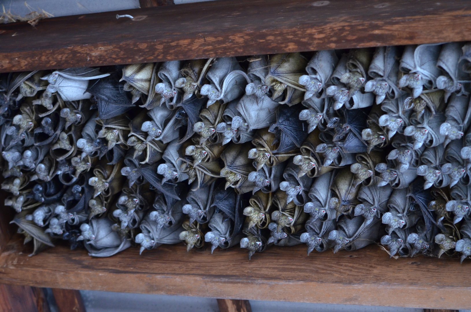 Old Bats from South America Building