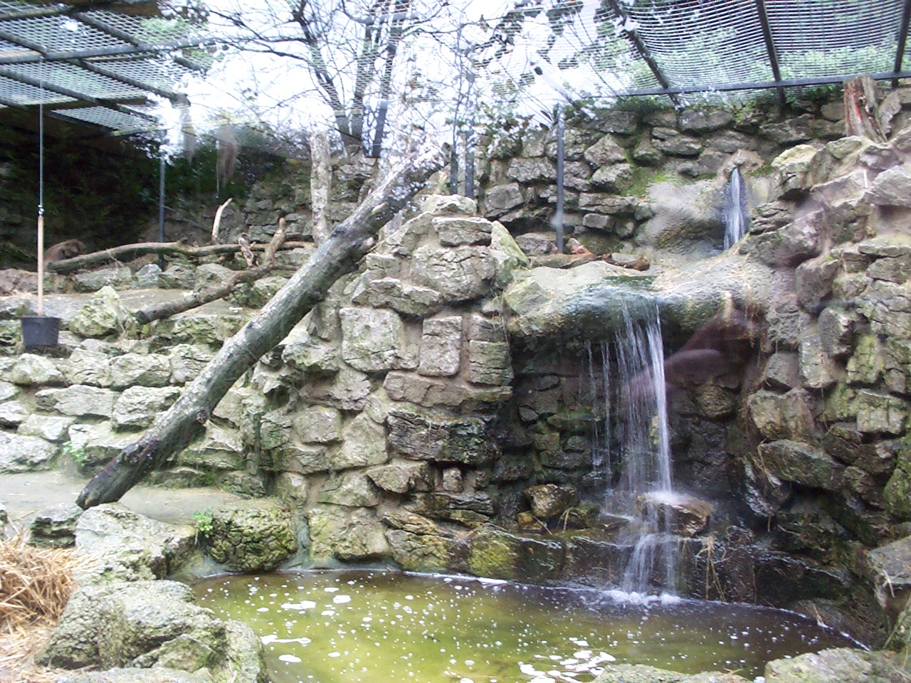 old bear enclosure holding gelada baboons