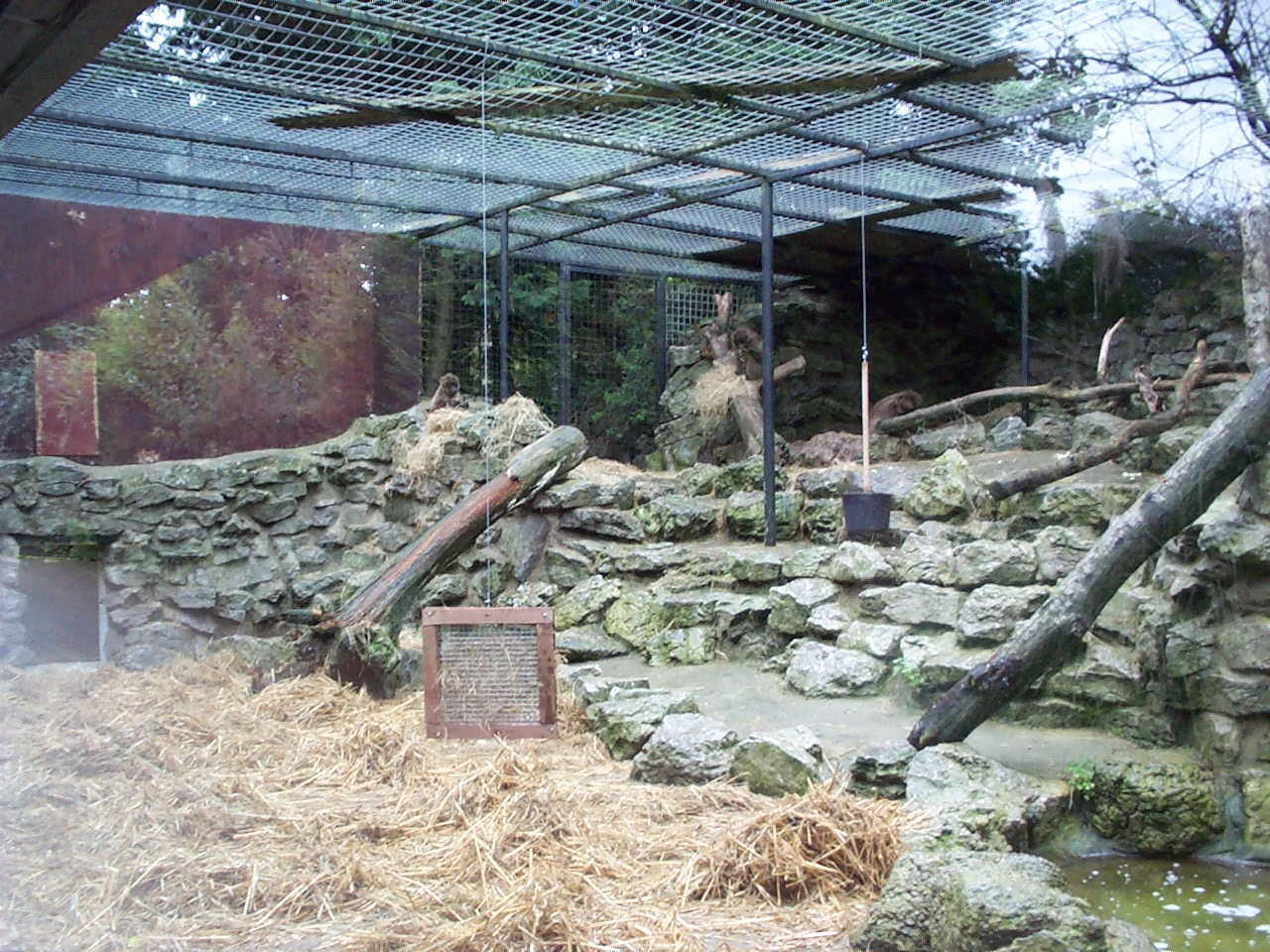 old bear enclosure holding gelada baboons