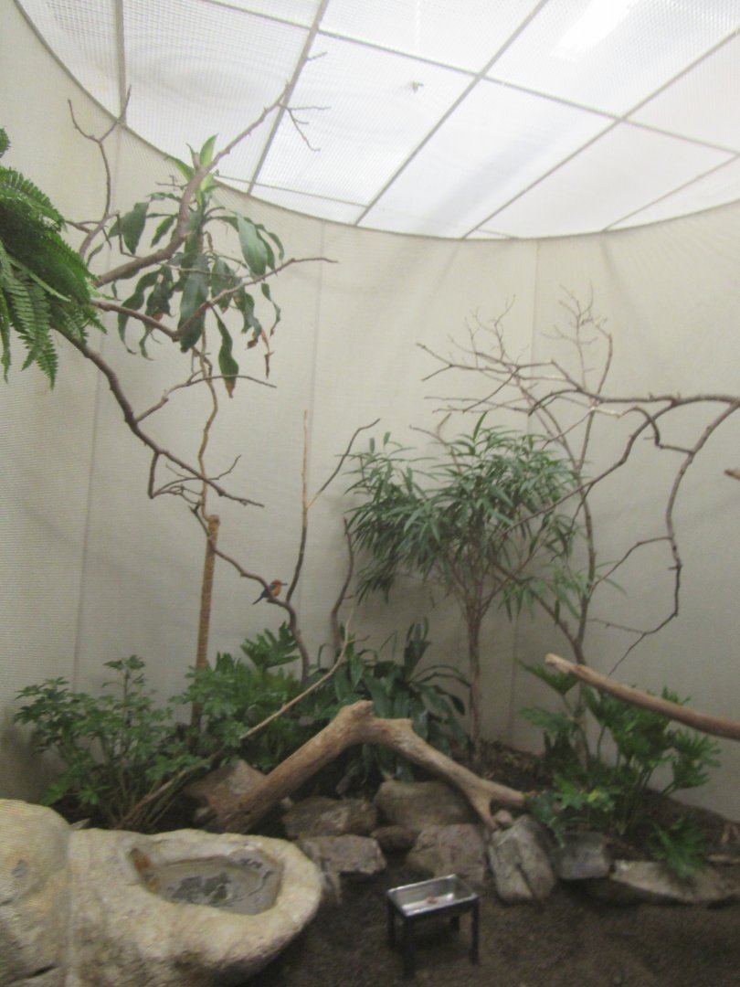 Old Bird House- Aviary 12